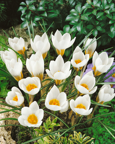 Snow Crocus- Purity