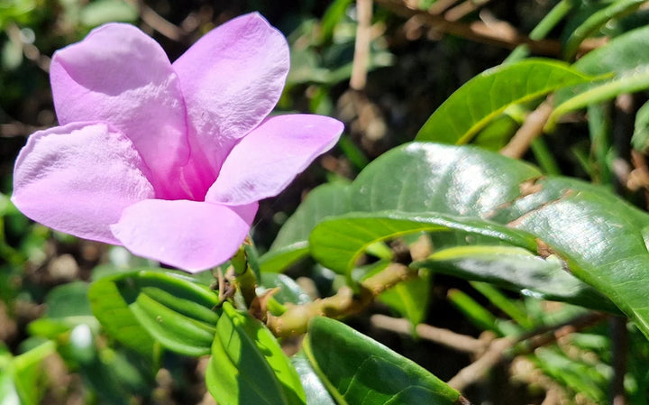 Cryptostegia Flower Seeds – Heirloom, Non-GMO Flower Seeds for Planting