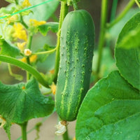 cucumber vegetable seeds for home garden