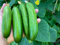 Picolino – Organic Cucumber Seed
