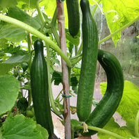 Heirloom Organic Cucumber Snake Greenhouse Louisa F1 Seeds, Vegetable Seeds for Planting