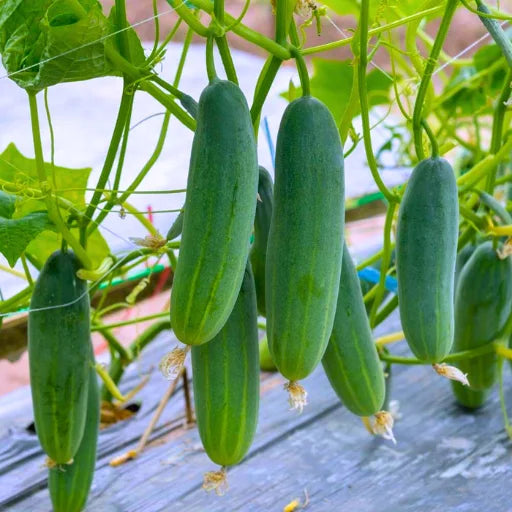 Cucumber Hybrid Sultan Vegetable Seeds