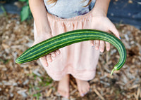 Striped Armenian – Cucumber Seed