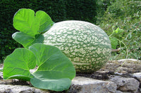 Shark Fin Melon
