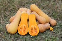 Pumpkin- Waltham Butternut