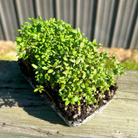 Cress, Cressida – Organic Microgreen Seed