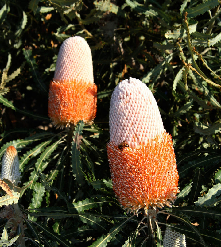 Banksia Plant Seeds, Heirloom, Non-GMO Seeds for Planting