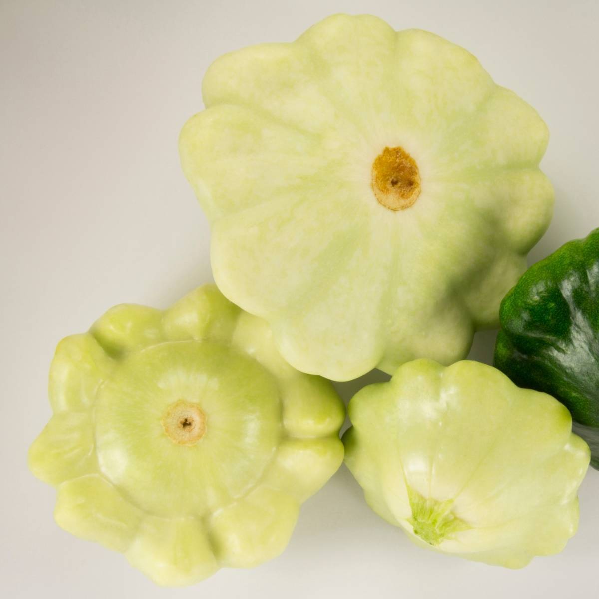 Summer Squash- Green Tint