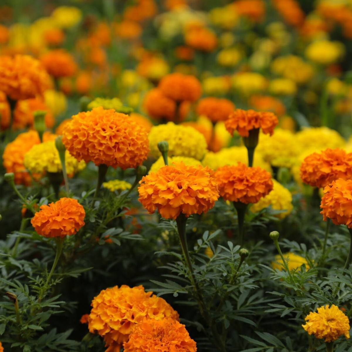 Marigold, African- Crackerjack