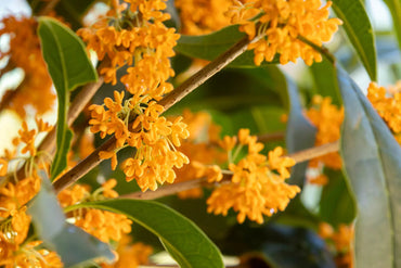 Heirloom Osmanthus Fragrans Flower Seeds, Non-GMO Fragrant Blooms for Planting