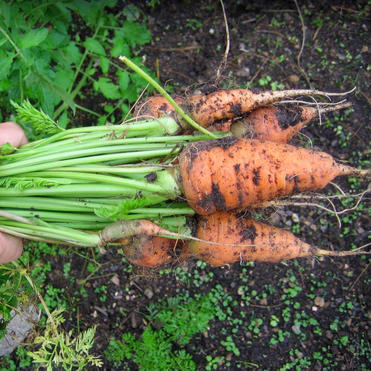 Carrot- Chantenay Red Cored
