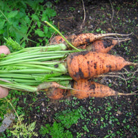Carrot- Chantenay Red Cored