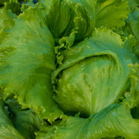 Lettuce- Great Lakes