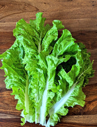 Fusion – Organic Lettuce Seed