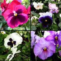 Pansy- Swiss Giant Florist Mix