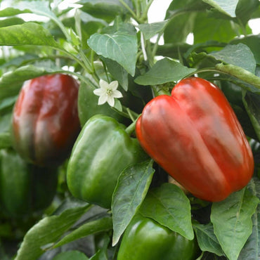 Capsicum California Wonder Organic Vegetable Seeds