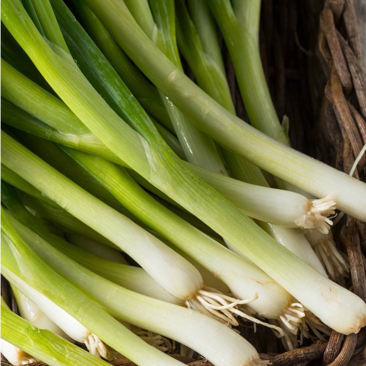 Bunching Onion- Evergreen Bunching