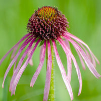 Echinacea- Pale Purple Coneflower