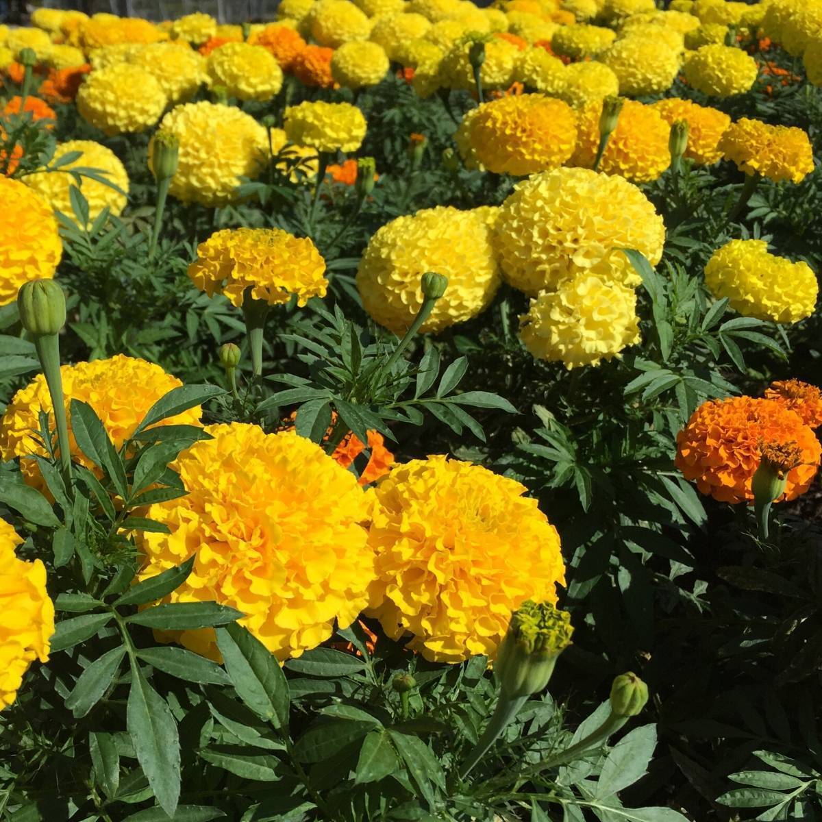 Marigold, African- Calando Mix