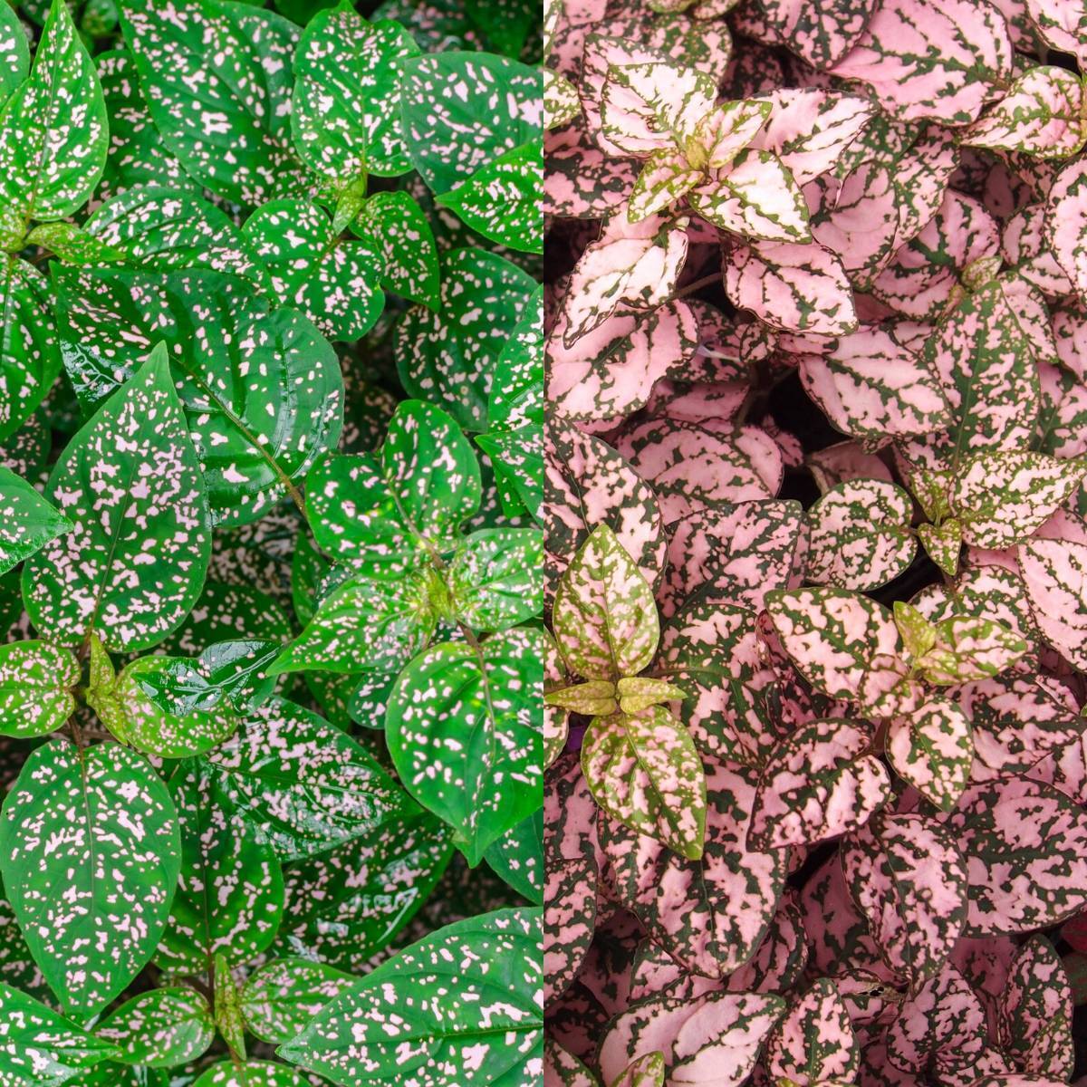 Polka Dot Plant- Pink