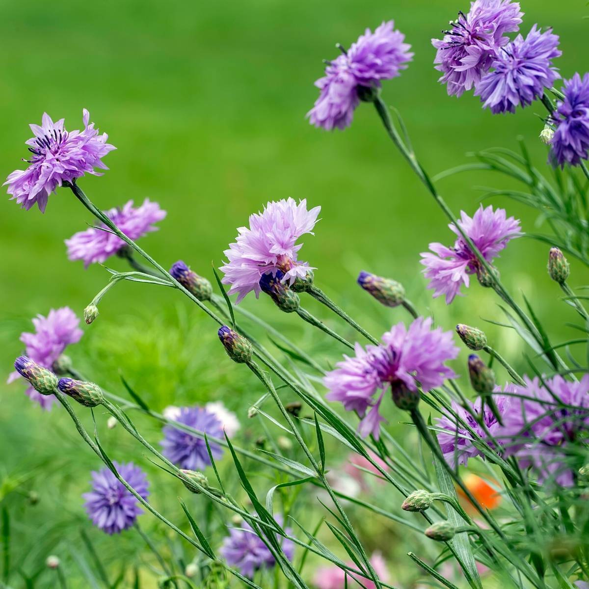 Cornflower- Mauve Ball
