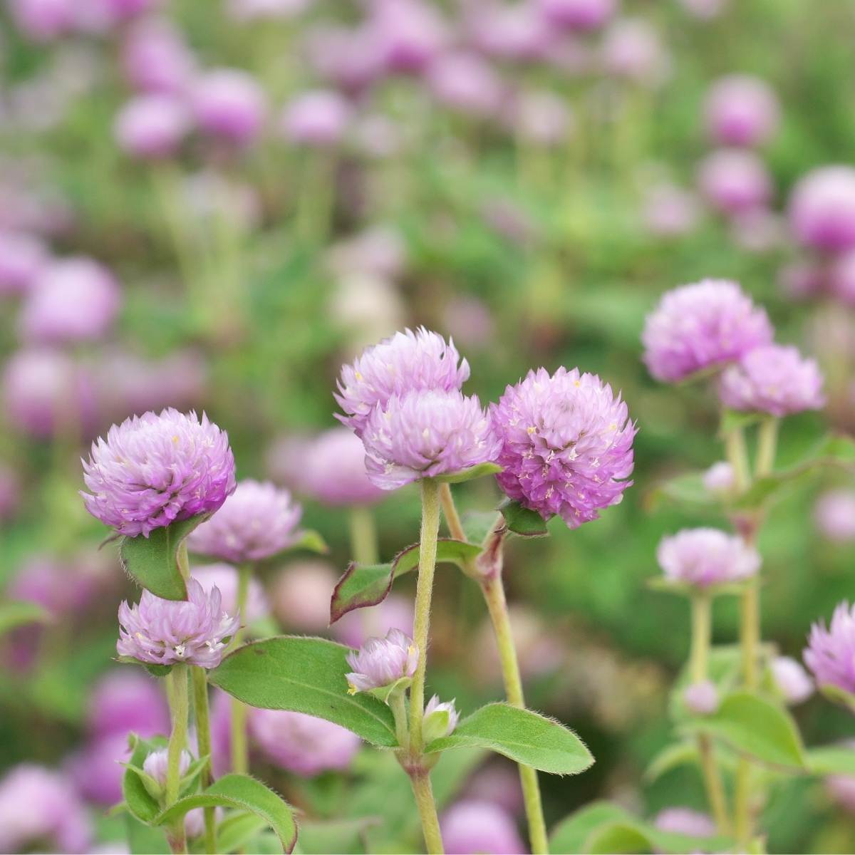 Globe Amaranth- Tall Rose