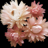 Everlasting Daisy- Silvery Rose