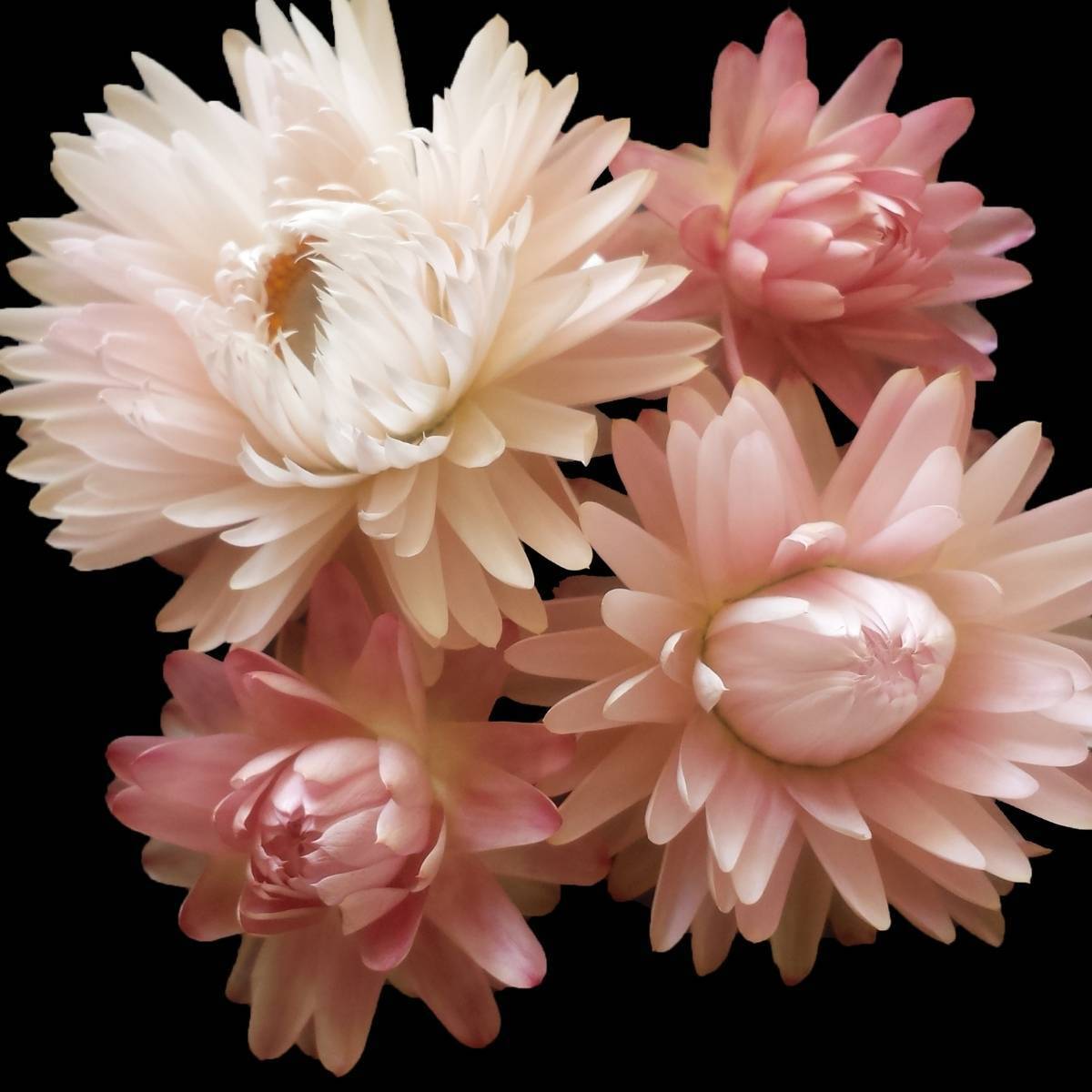 Everlasting Daisy- Silvery Rose