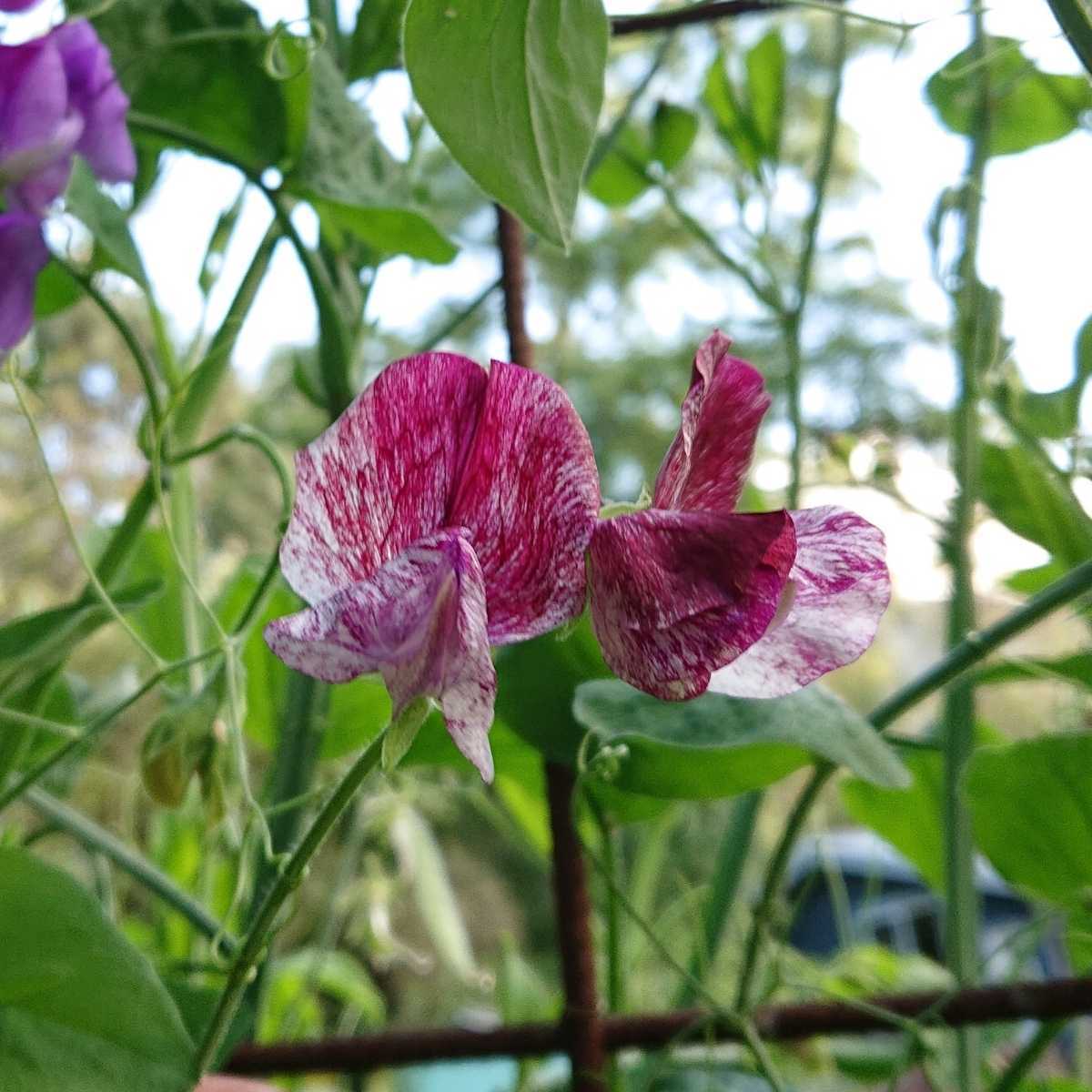 Sweetpea- Spencer Mix Stripes