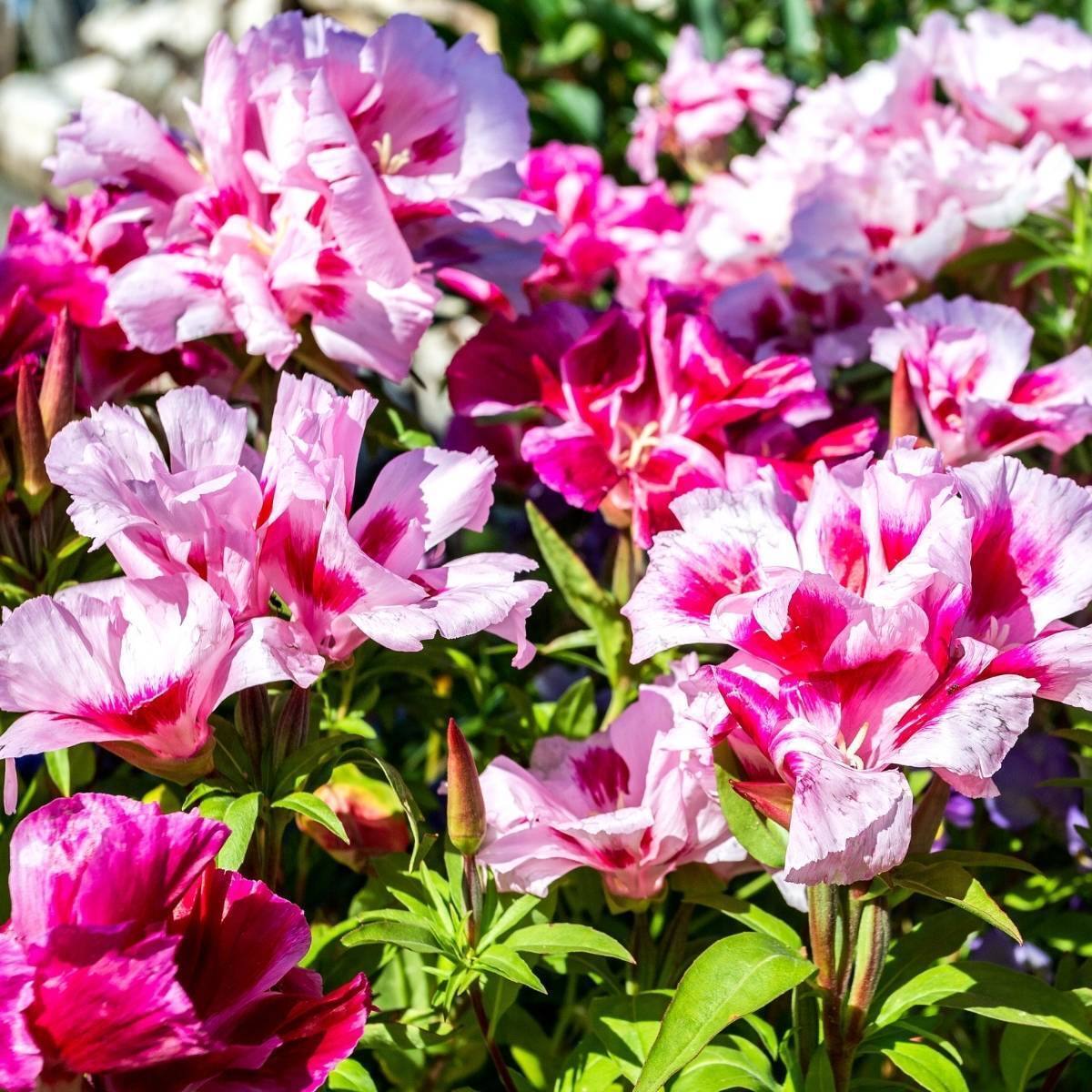 Godetia- Tall Double Mix