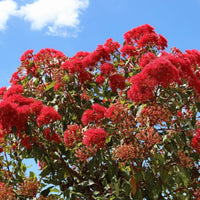 Red Flowering Gum