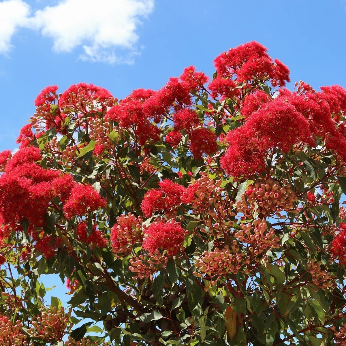Red Flowering Gum