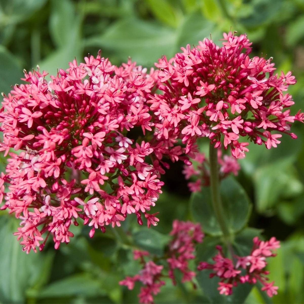 Red Valerian