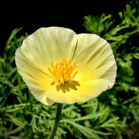 Californian Poppy- Sundew