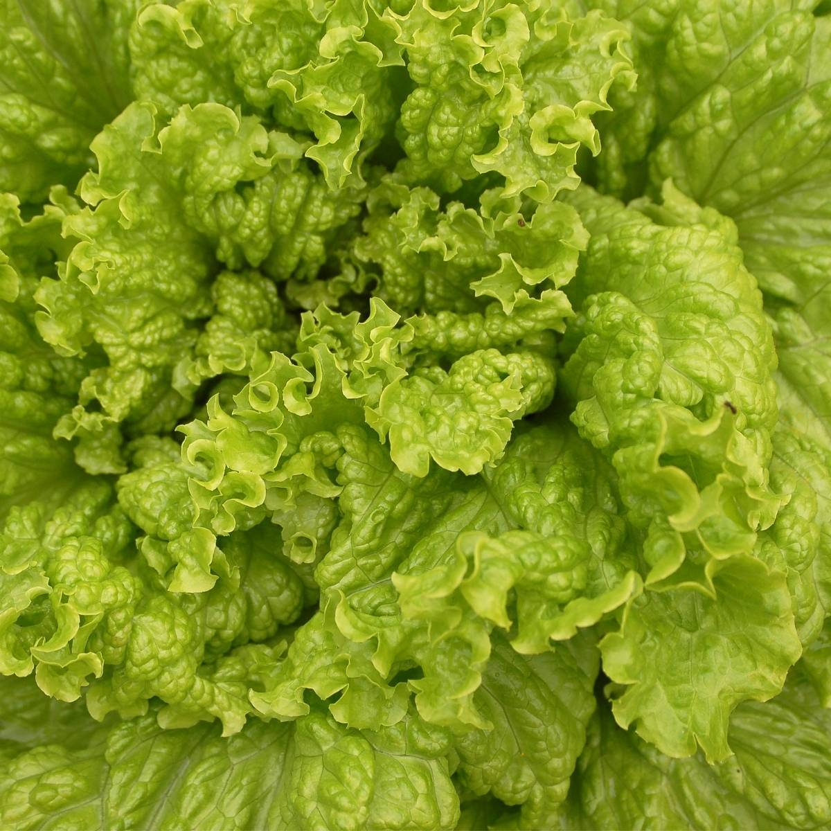 Lettuce- Australian Yellow Leaf
