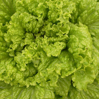 Lettuce- Australian Yellow Leaf