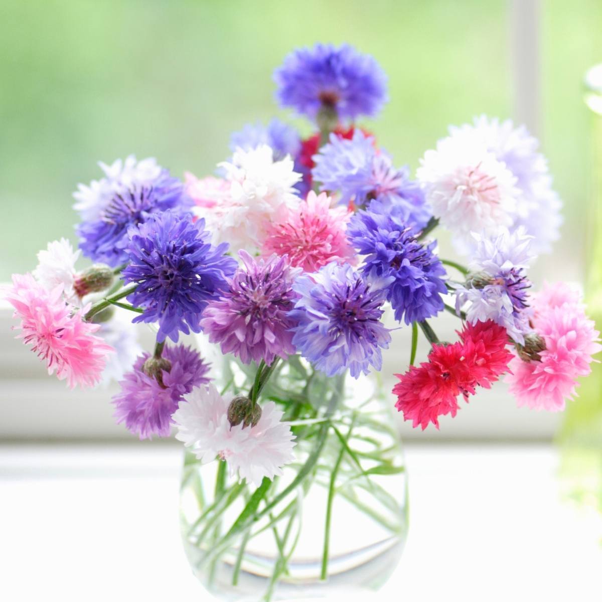 Cornflower- Tom Pouce Mix