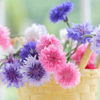 Cornflower- Tom Pouce Mix