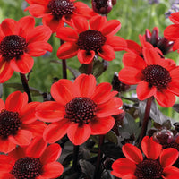 Pulp Fiction Dahlia