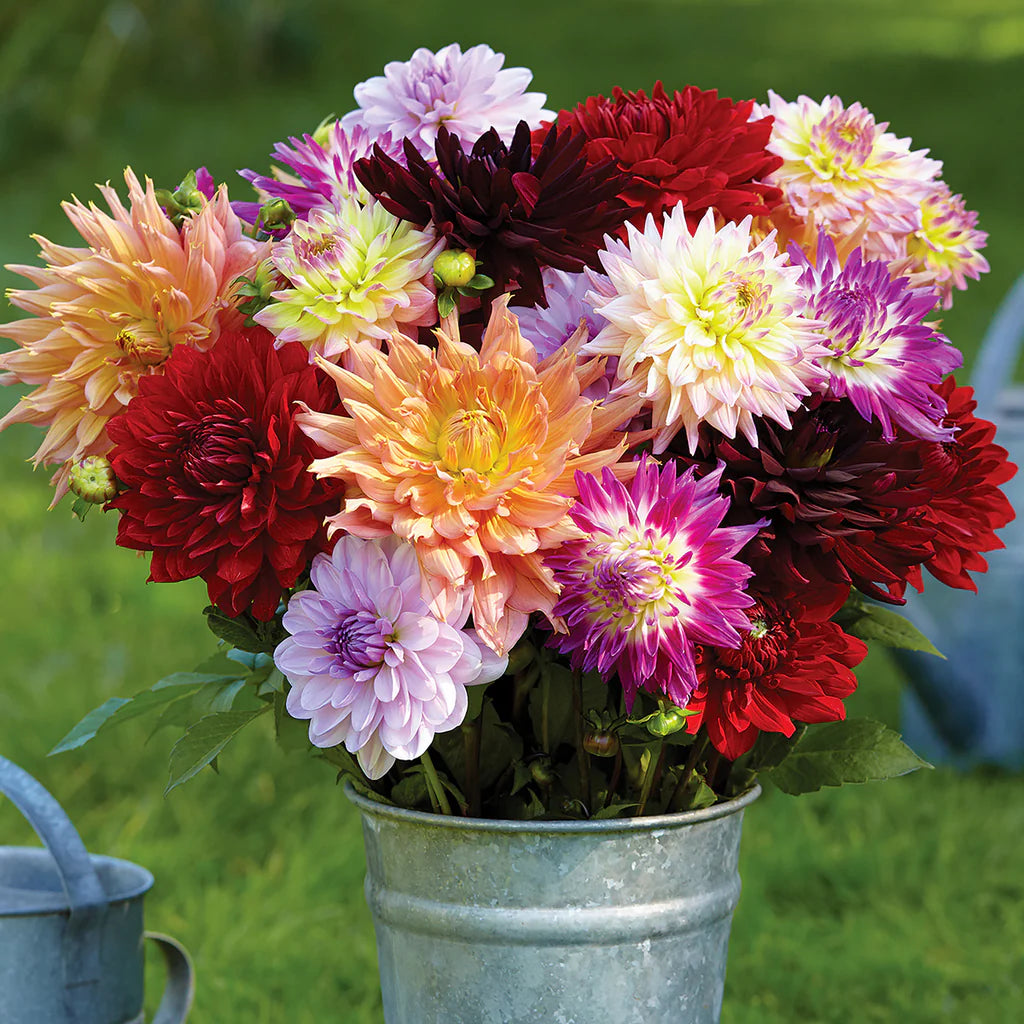 Powder Puff Dahlia Mixture