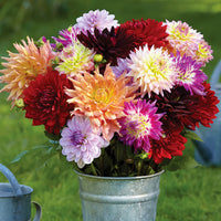 Powder Puff Dahlia Mixture