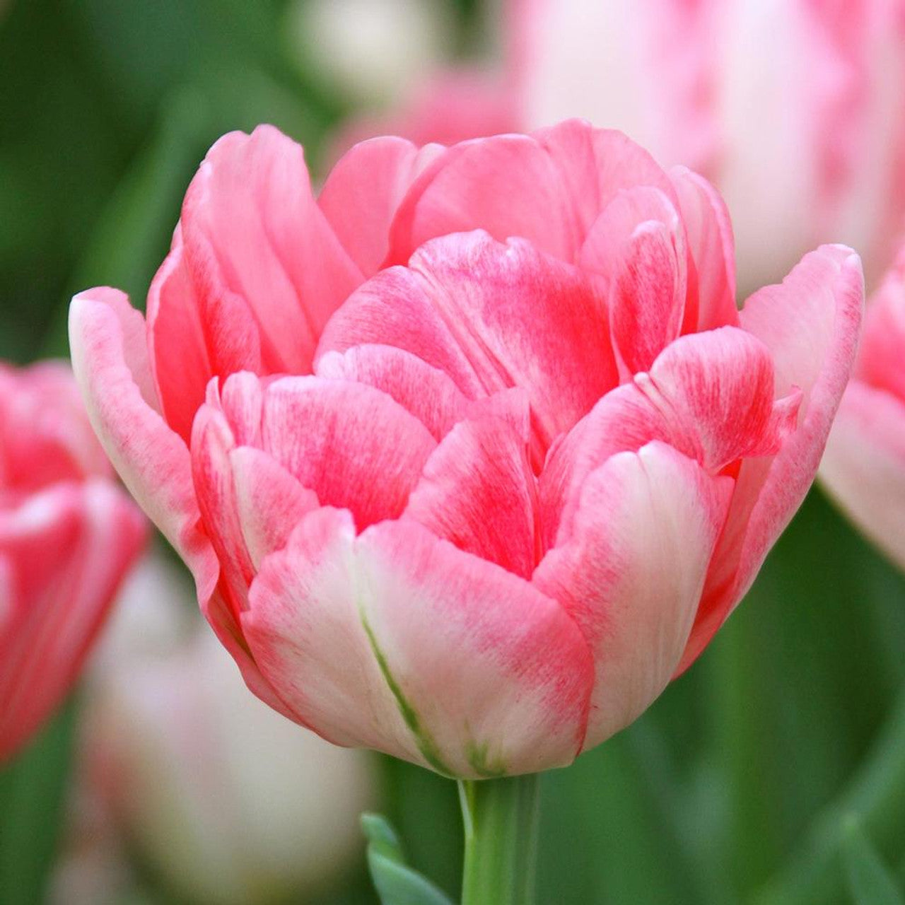 Hearts Desire Tulip Seeds
