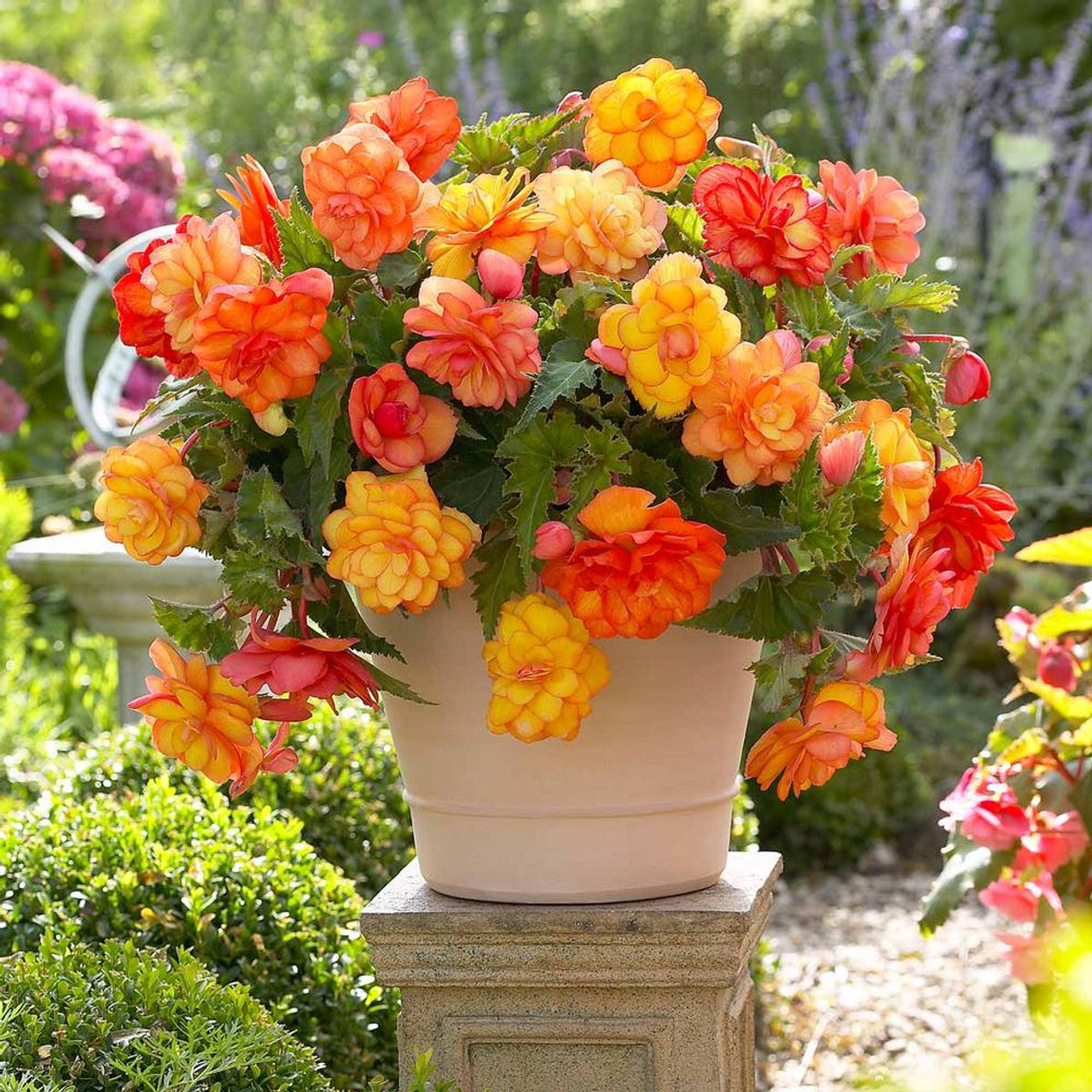 Golden Balcony Hanging Basket Begonia