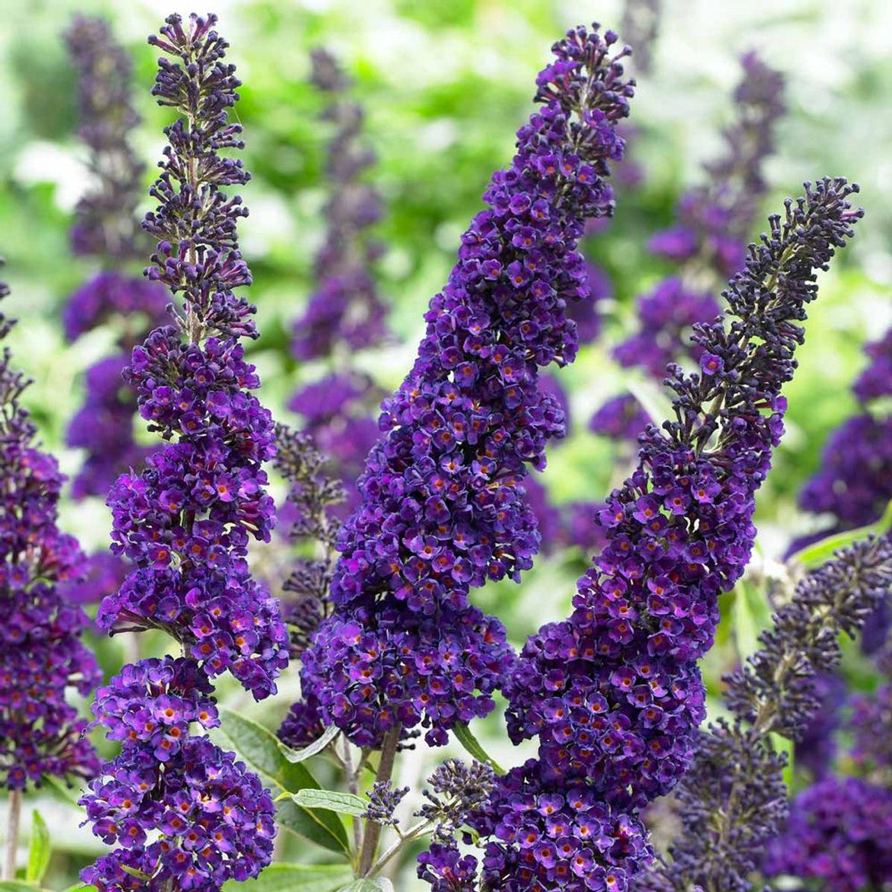 Heirloom Non-GMO Buddleia Davidii Flower Seeds for Planting – Butterfly Bush Garden Blooms - Non-GMO for planting in home garden