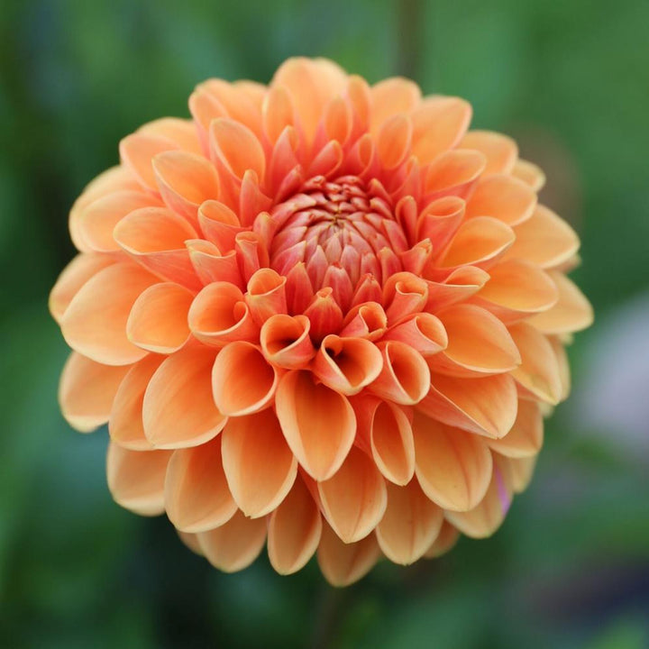 Organic Heirloom Non-GMO Dahlia Seeds for Planting – Colorful Variety Garden Blooms