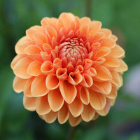 Organic Heirloom Non-GMO Dahlia Seeds for Planting – Colorful Variety Garden Blooms