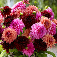 Dinnerplate Dahlia Mixture
