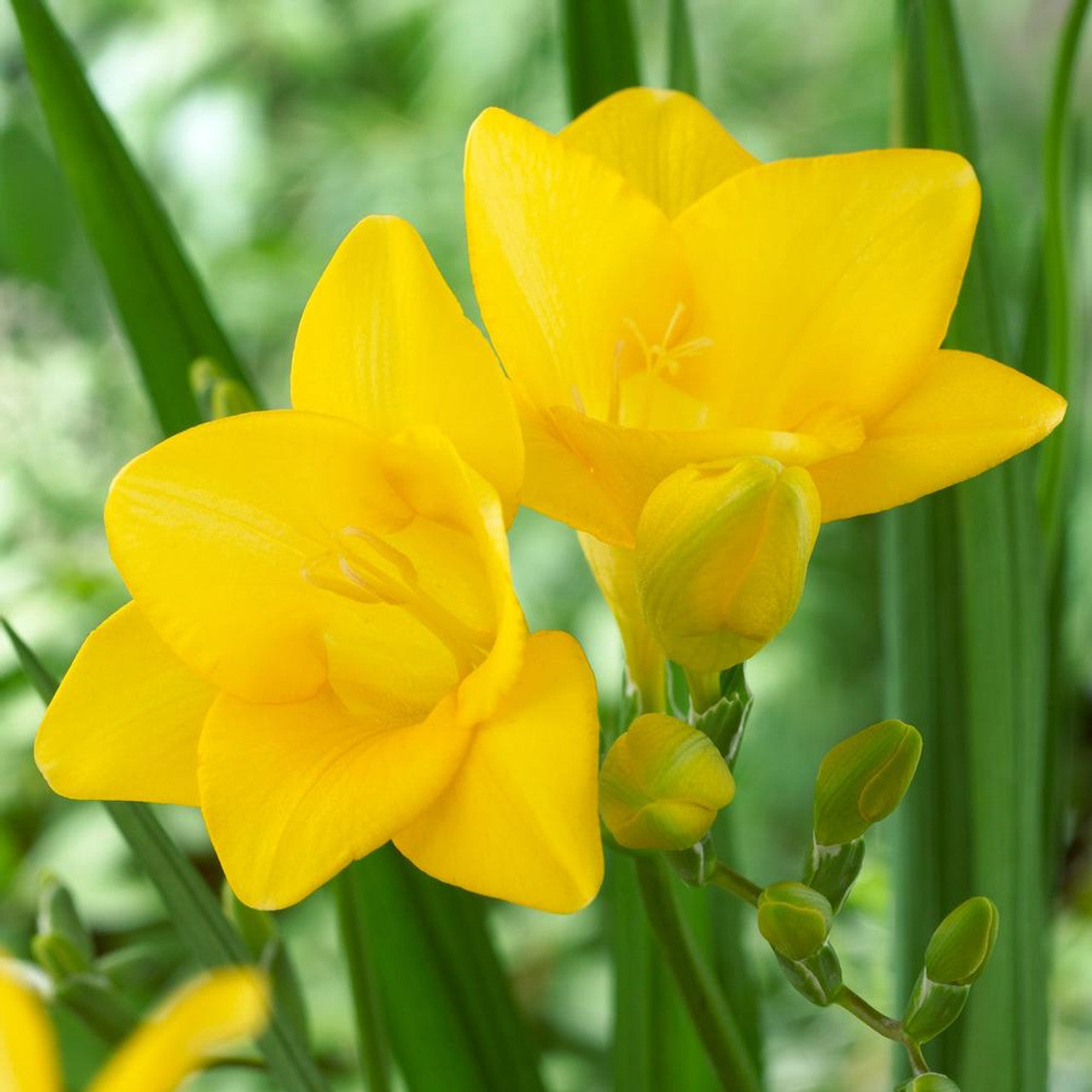 Freesia- Giant Single Yellow