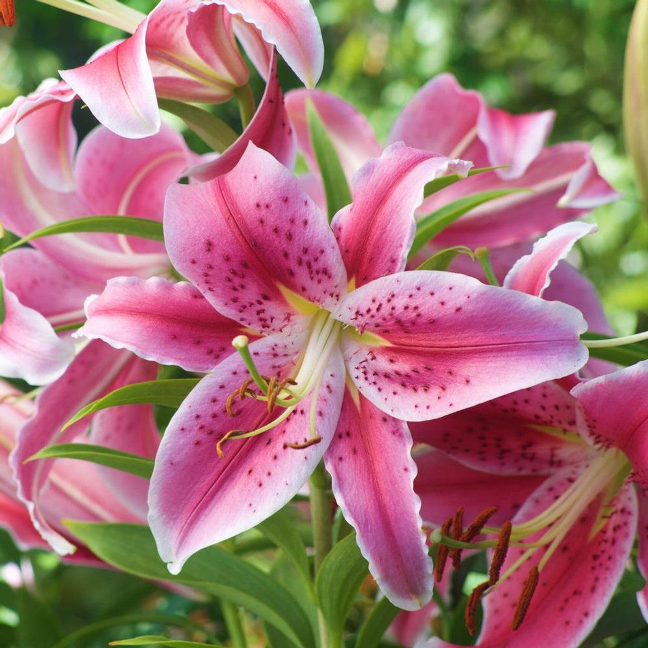 Stargazer Lily