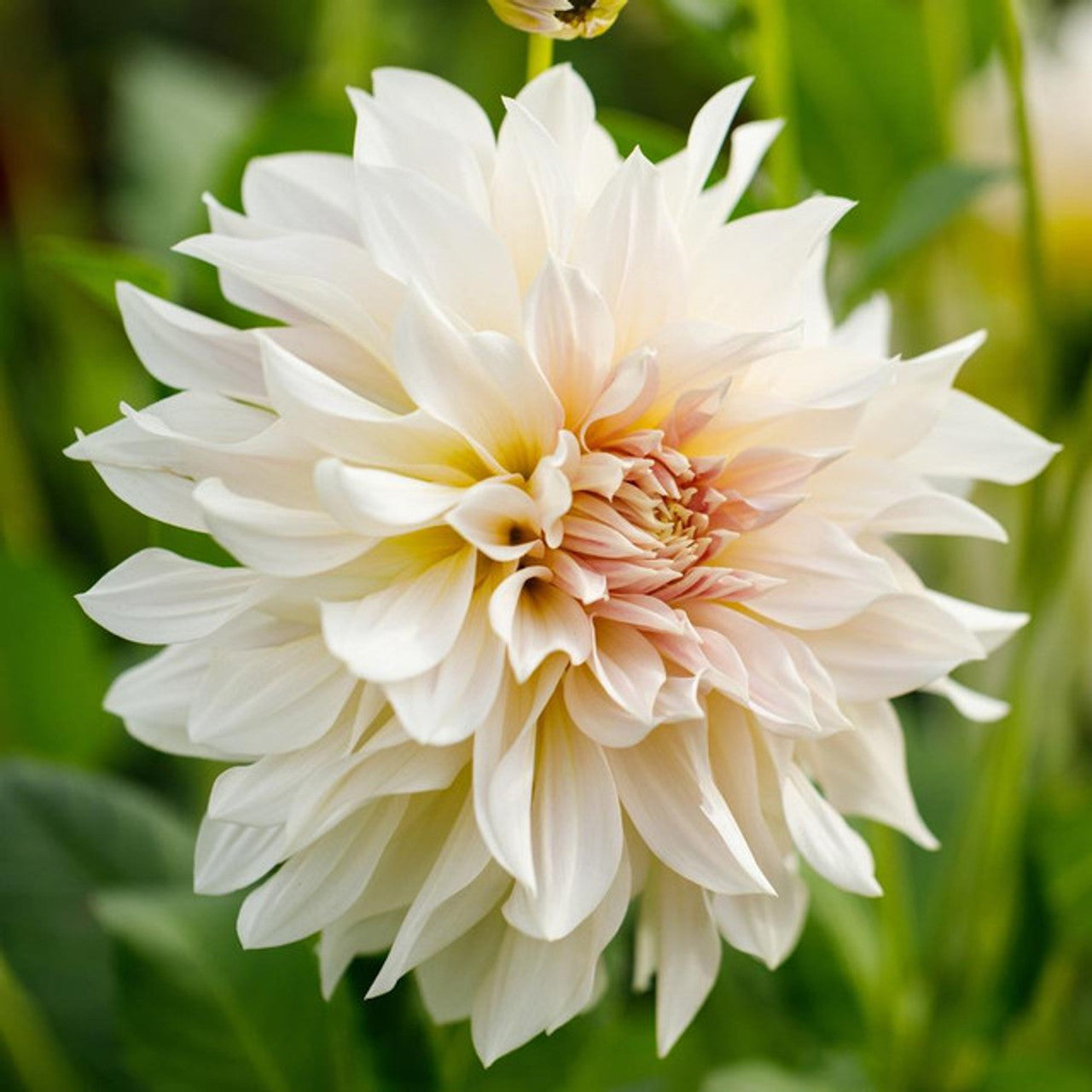 Café au Lait Dahlia